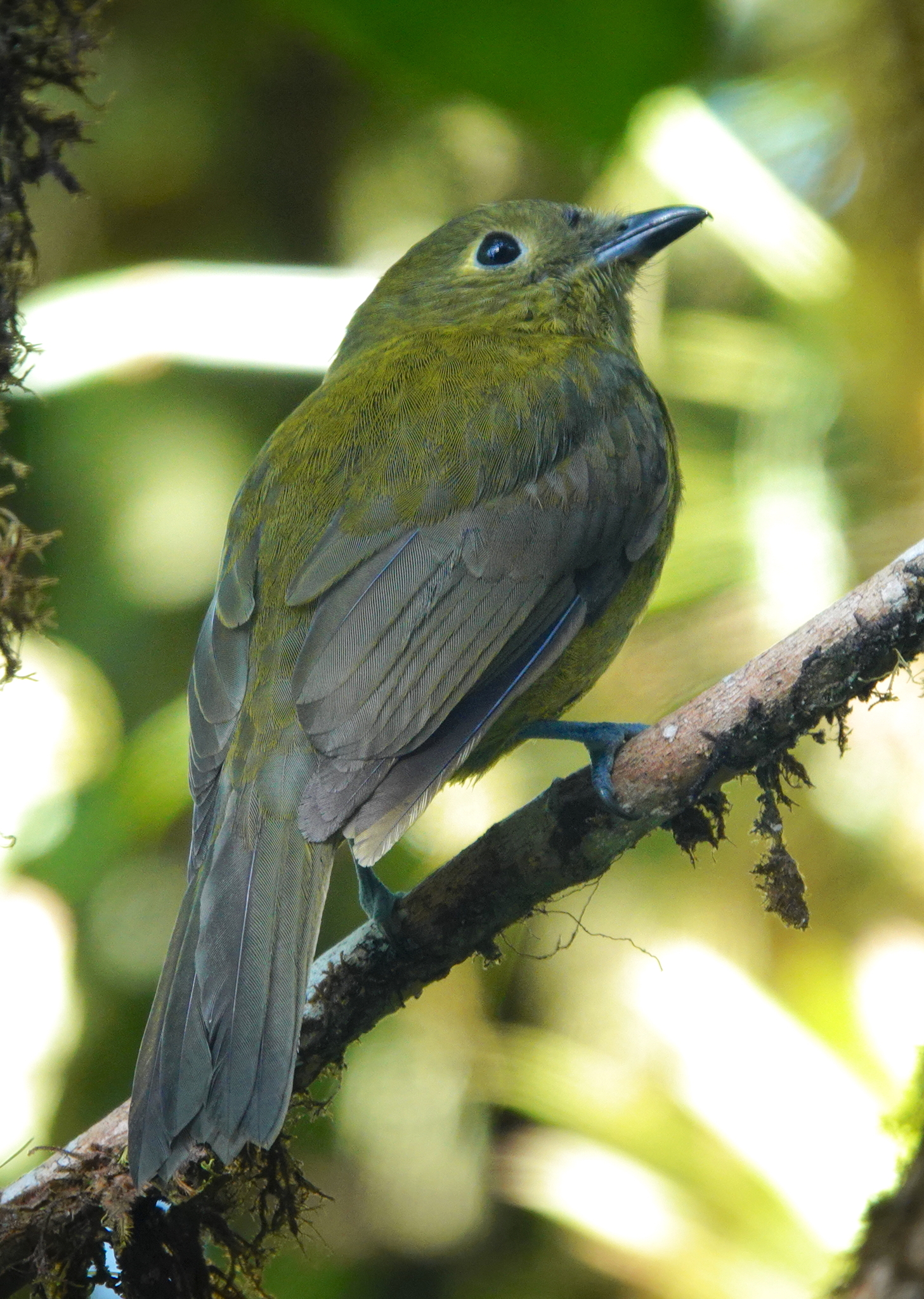Olivaceous Piha (Snowornis cryptolophus), photo 1