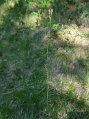 Carex pediformis