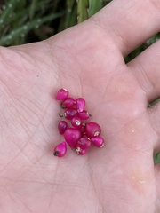 Lepismium cruciforme