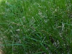 Carex pediformis