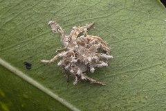 Gibellula