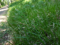 Carex pediformis