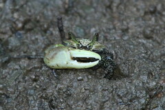 Austruca triangularis