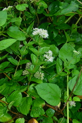 Eupatorium kiirunense