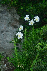 Lilium longiflorum