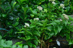 Eupatorium kiirunense