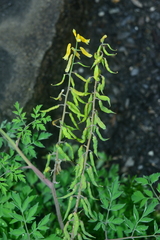 Corydalis formosana