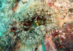 Heteractis aurora