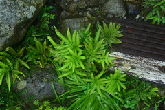 Pteris minor
