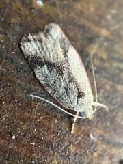 Garrha limbata