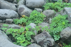 Peucedanum japonicum