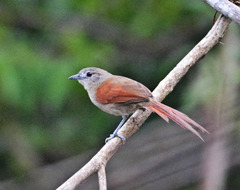 Synallaxis gujanensis