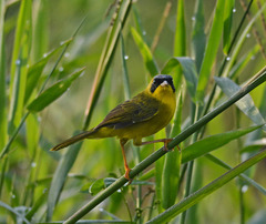 Geothlypis aequinoctialis