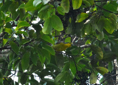 Vireolanius leucotis