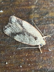 Garrha limbata