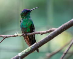 Thalurania glaucopis