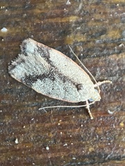 Garrha limbata