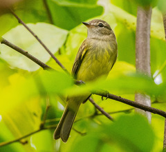 Myiopagis viridicata