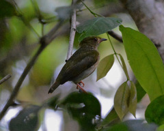Machaeropterus pyrocephalus