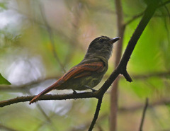 Ramphotrigon ruficauda