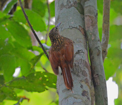 Xiphorhynchus spixii