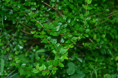 Abelia chinensis