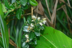 Ligustrum liukiuense