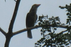 Psilopogon lineatus