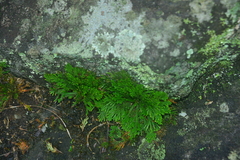 Selaginella tamariscina