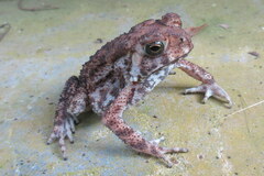 Duttaphrynus melanostictus
