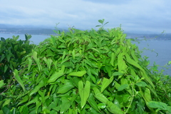 Dioscorea japonica