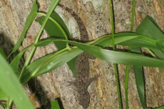 Hemidactylus platyurus