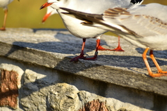 Chroicocephalus ridibundus