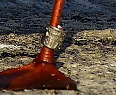 Chroicocephalus ridibundus