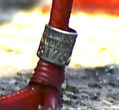 Chroicocephalus ridibundus