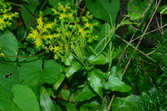 Arabis stelleri