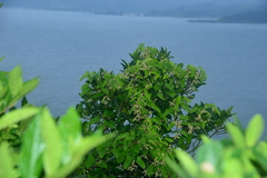 Dioscorea japonica
