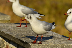 Chroicocephalus ridibundus