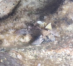 Mauligobius maderensis