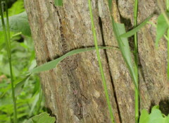 Hemidactylus platyurus