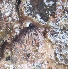 Diadema africanum
