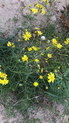 Senecio inaequidens