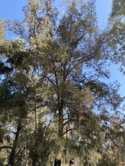 Pinus leiophylla