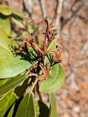 Rhododendron catawbiense