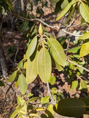 Rhododendron catawbiense