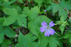Geranium nodosum
