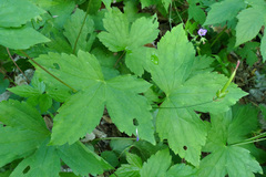 Geranium nodosum