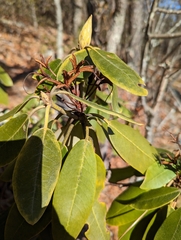 Rhododendron catawbiense