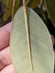 Rhododendron catawbiense