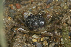 Pseudohelice subquadrata